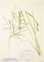 藏品(美洲甜茅)的圖片